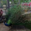 Central Park Zoo & Resort