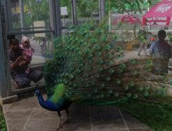 Central Park Zoo & Resort: Wisata Edukatif di Medan