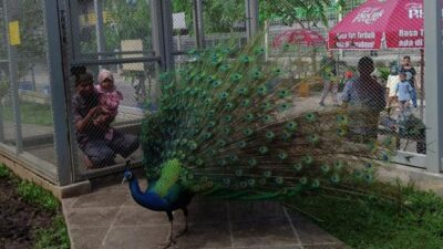 Central Park Zoo & Resort