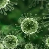 Virus Nipah: Ancaman Mematikan yang Mengintai Diam-Diam Meta Description