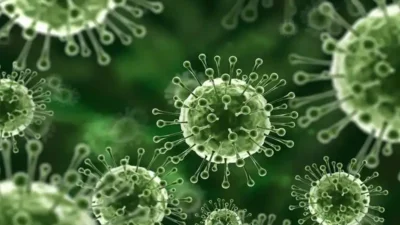 Virus Nipah: Ancaman Mematikan yang Mengintai Diam-Diam Meta Description