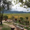 Kafe Pinggir Sawah Agam Viral, Teh Talua Tapai Jadi Daya Tarik
