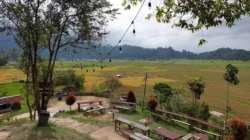Kafe Pinggir Sawah Agam Viral, Teh Talua Tapai Jadi Daya Tarik