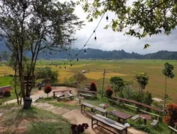 Kafe Pinggir Sawah Agam Viral, Teh Talua Tapai Jadi Daya Tarik